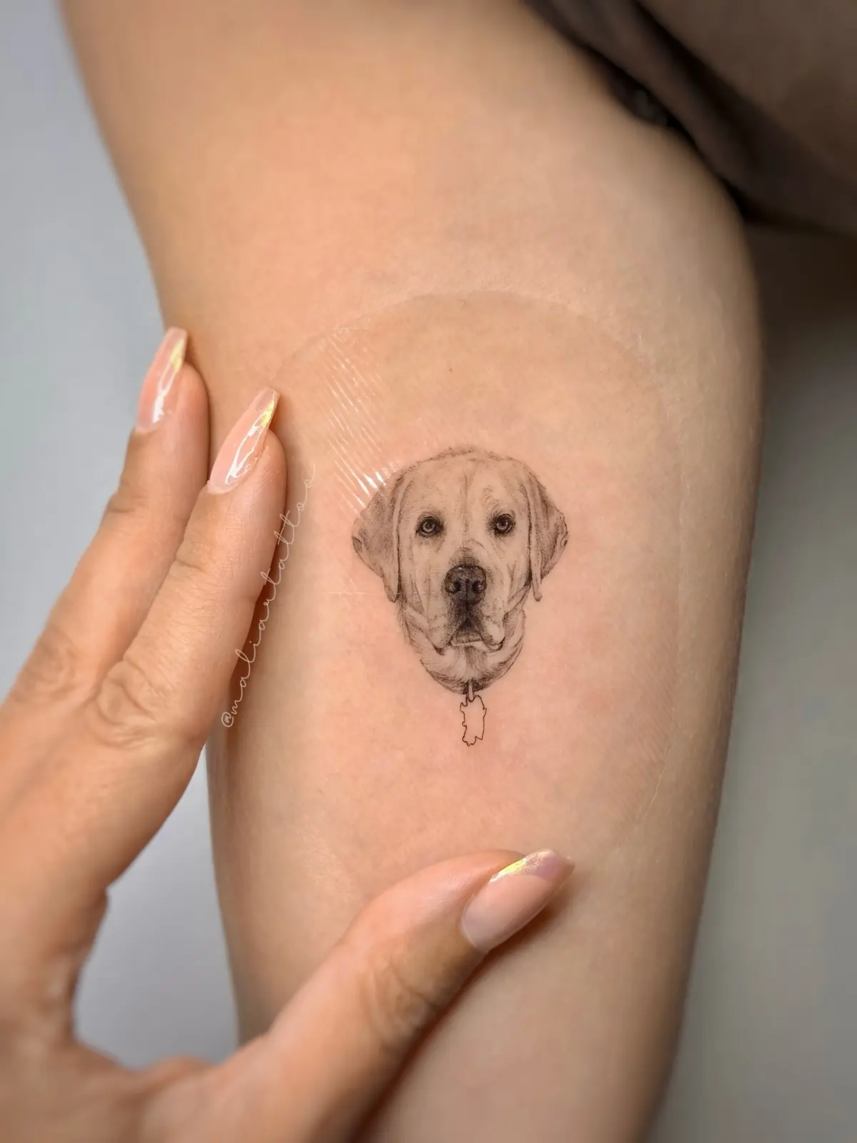 Labrador, tatuaje de microrrealismo en brazo